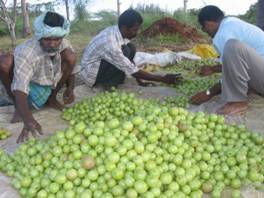 033-Amla pruning & grading 023